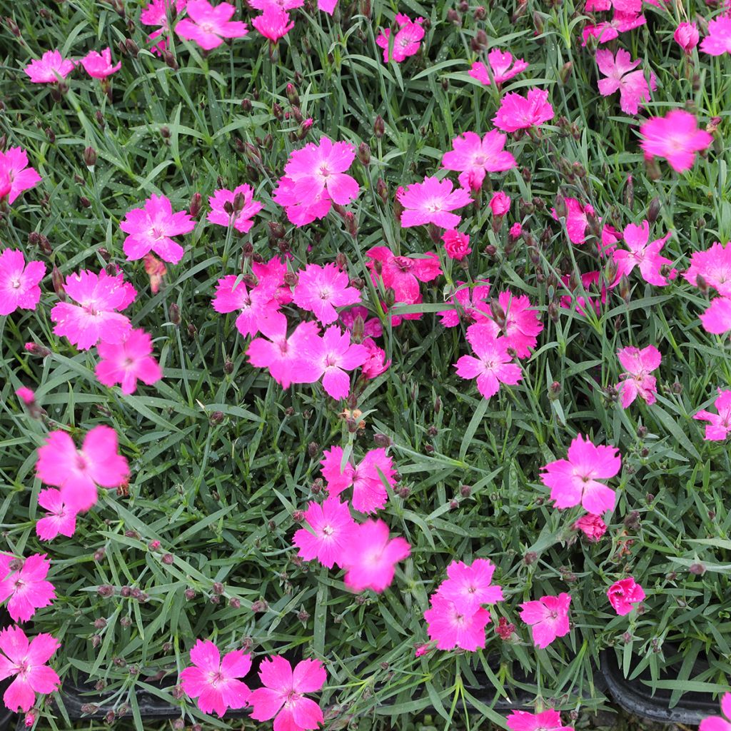 Dianthus gratianopolitanus Kahori Holkahori