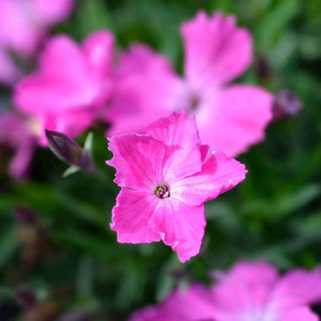 Dianthus gratianopolitanus Kahori Holkahori