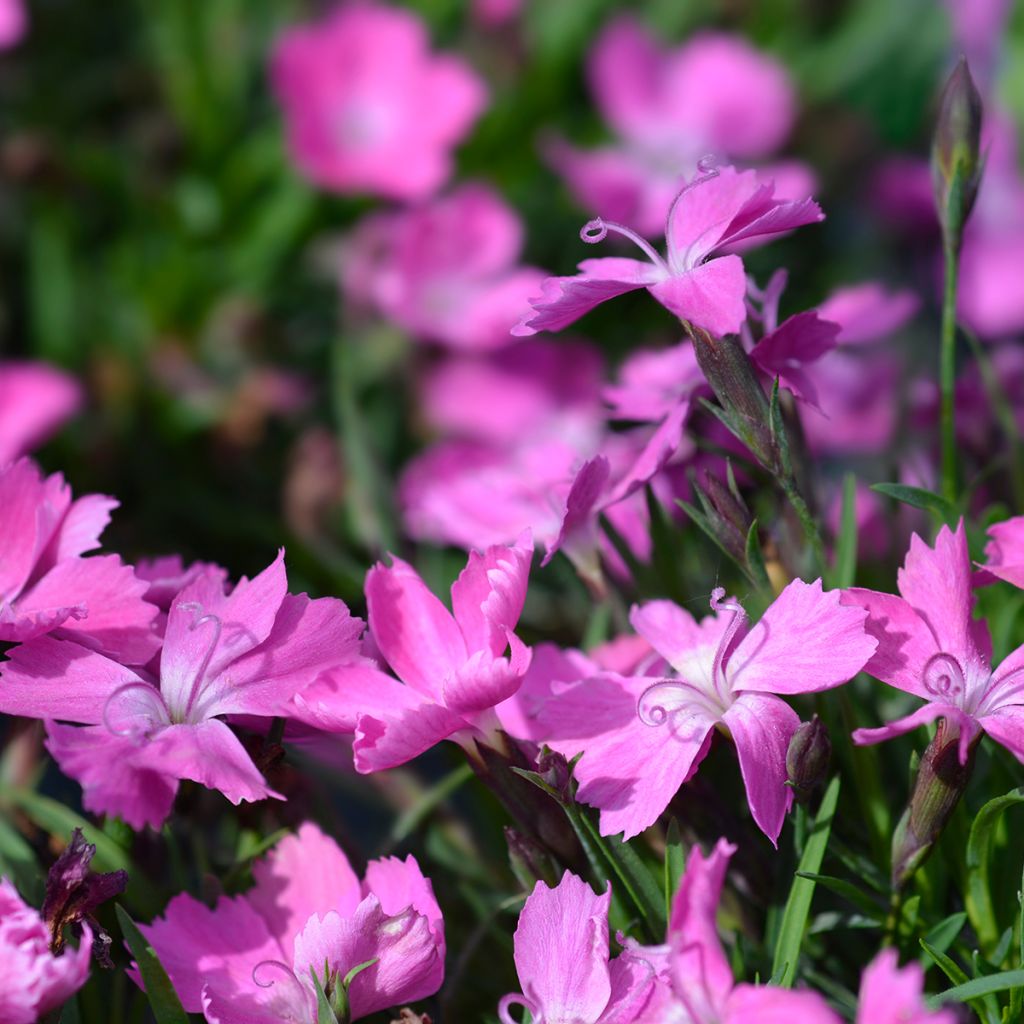 Dianthus gratianopolitanus Kahori Holkahori