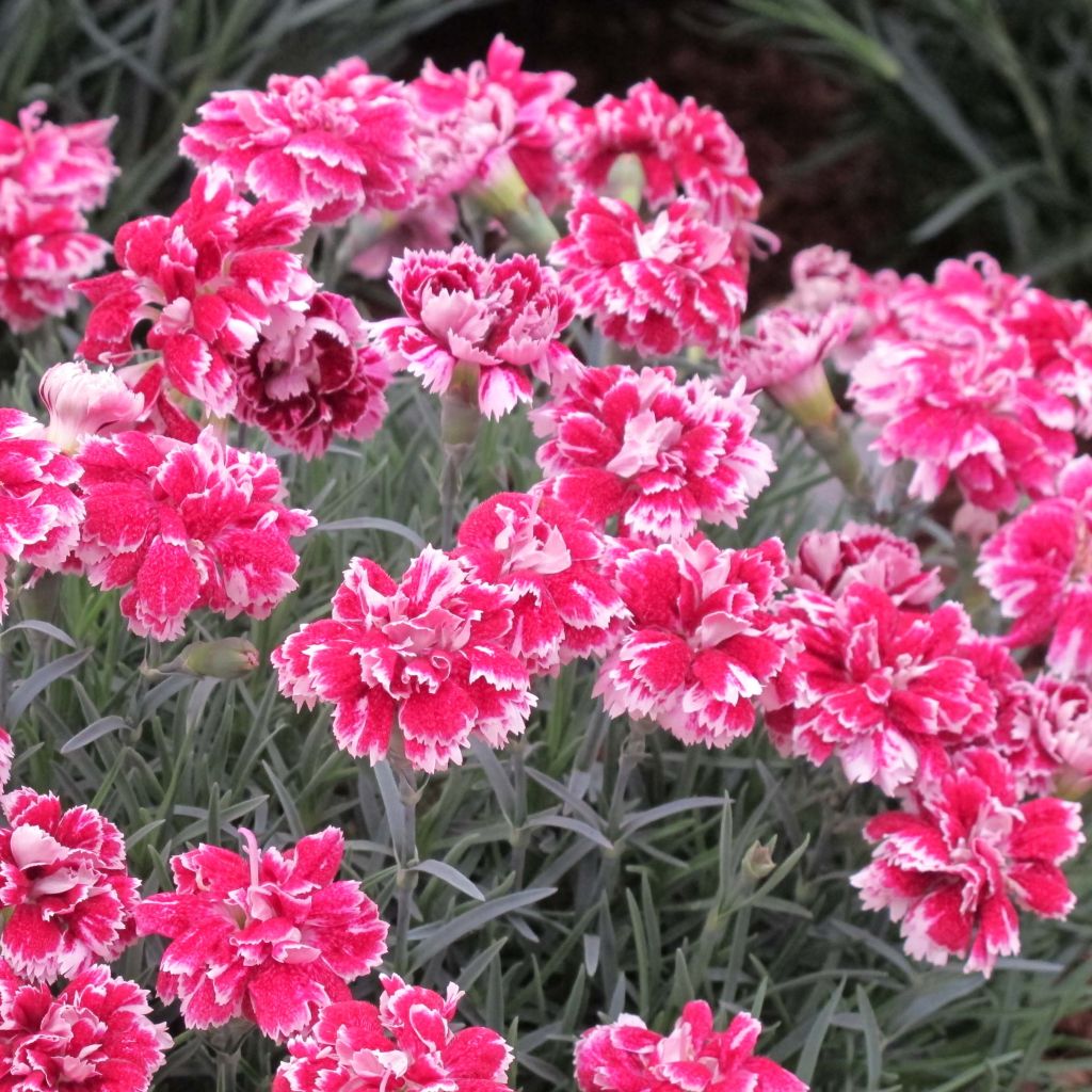 Dianthus gratianopolitanus Whatfield Gem - Oeillet de Grenoble