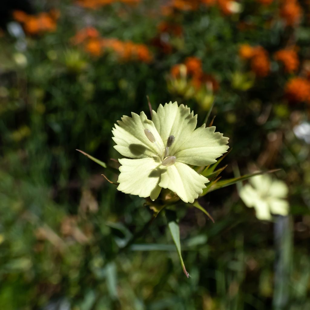 Dianthus knappii