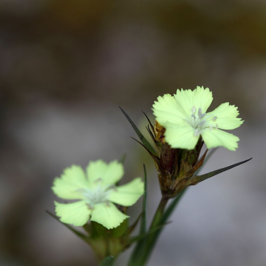 Dianthus knappii