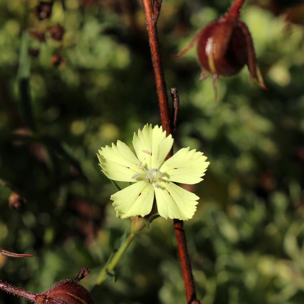 Dianthus knappii