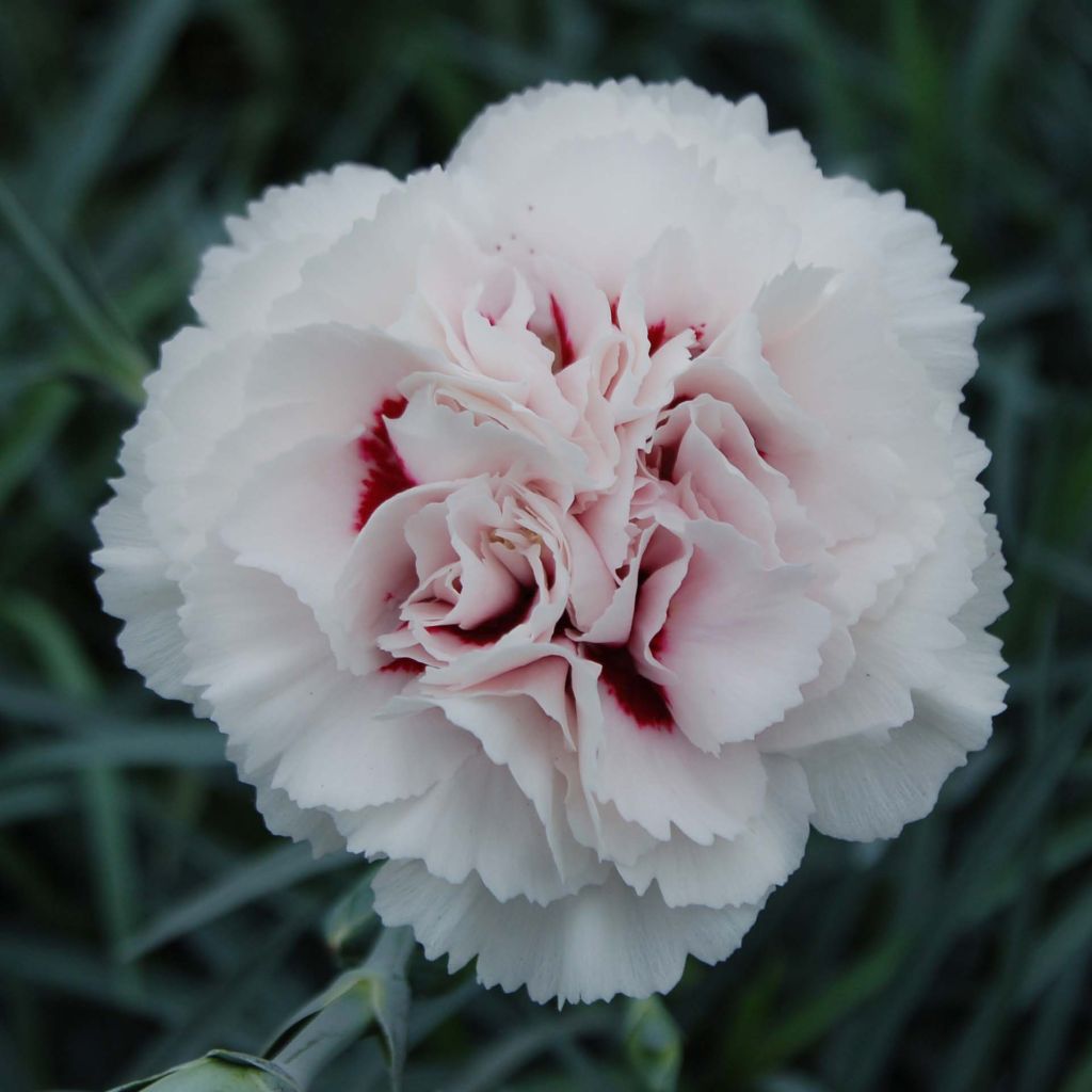 Dianthus plumarius Cranmere Pool - Oeillet mignardise