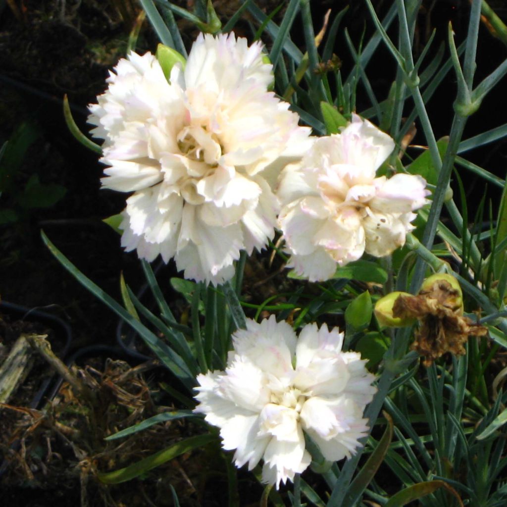 Dianthus plumarius Devon Cream - Oeillet mignardise