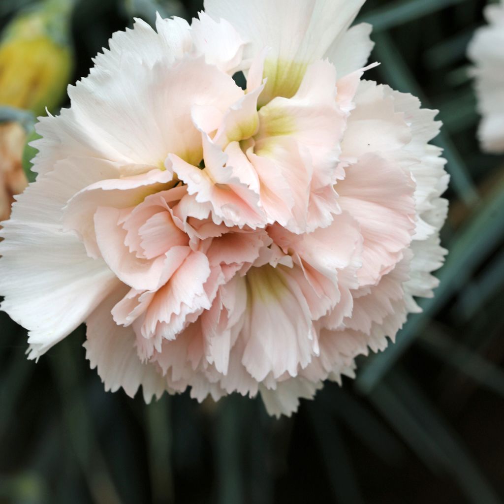 Dianthus plumarius Devon Cream