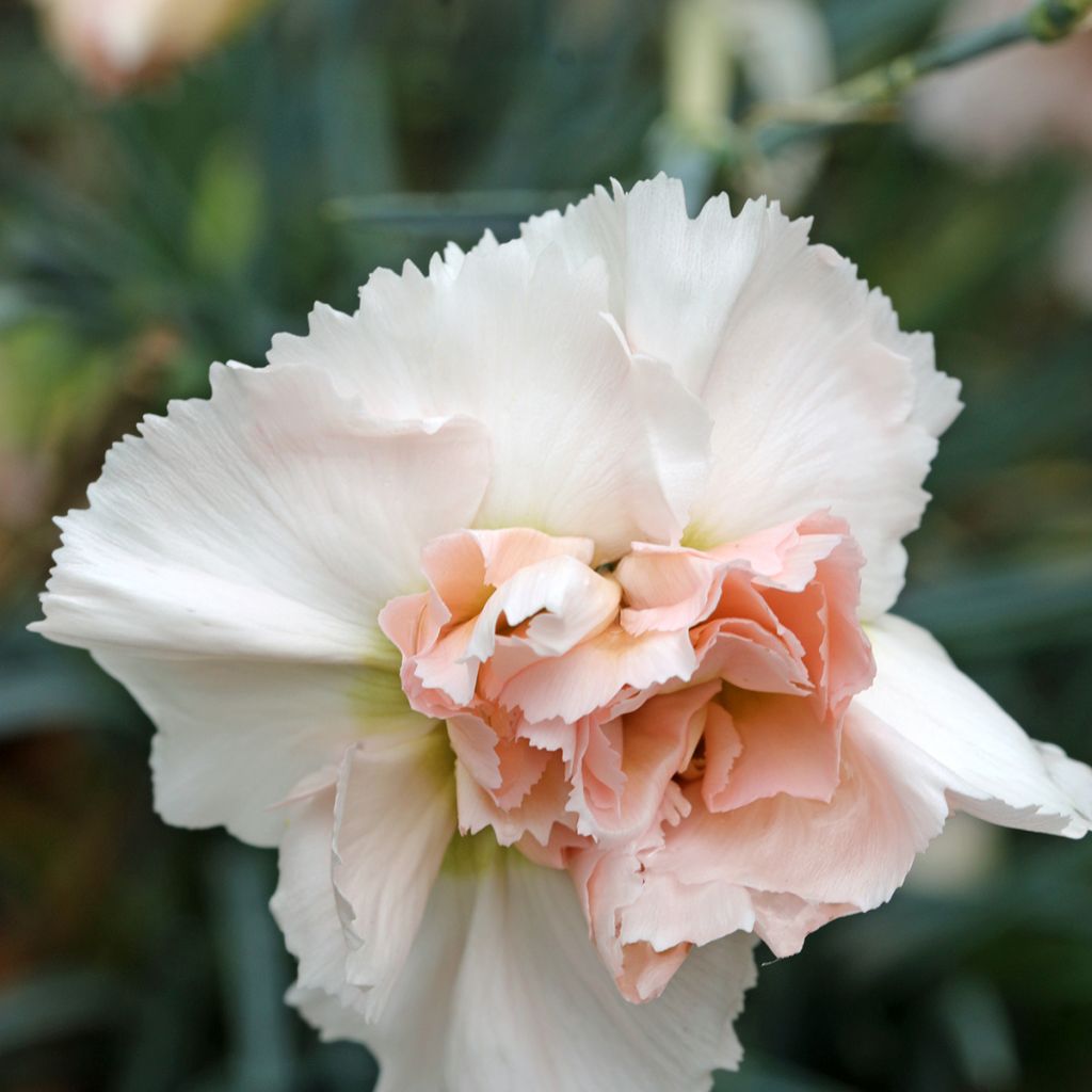 Dianthus plumarius Devon Cream