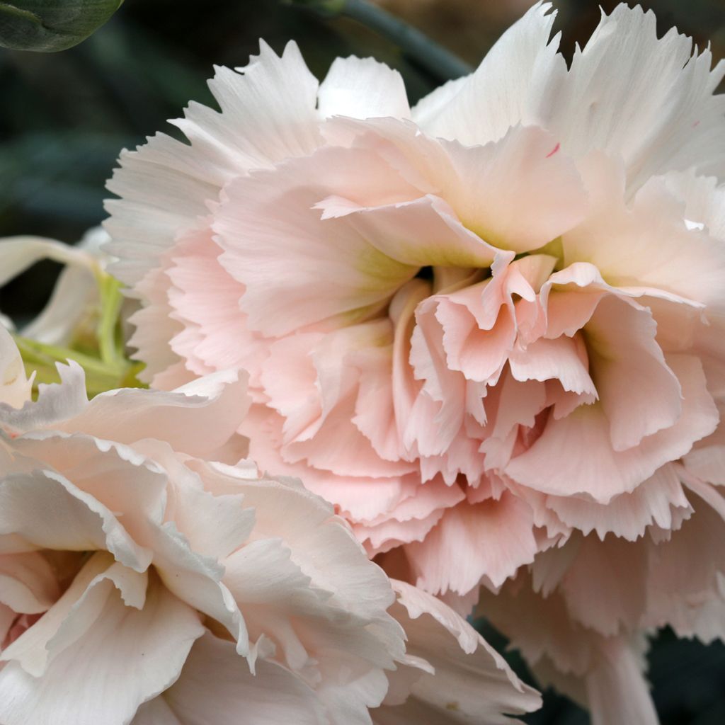 Dianthus plumarius Devon Cream