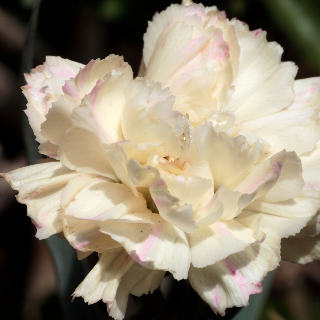 Dianthus plumarius Devon Cream