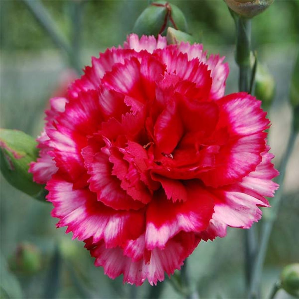 Dianthus plumarius Devon Magic