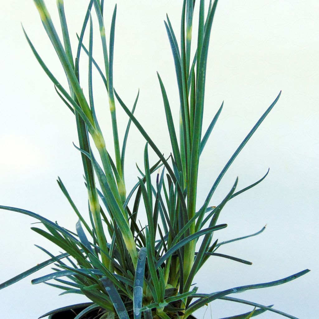 Dianthus plumarius Devon Magic