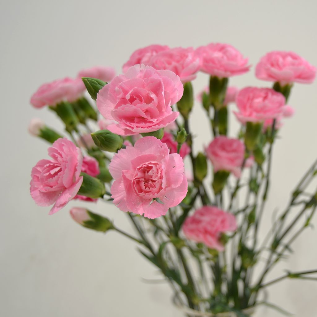 Dianthus plumarius Doris