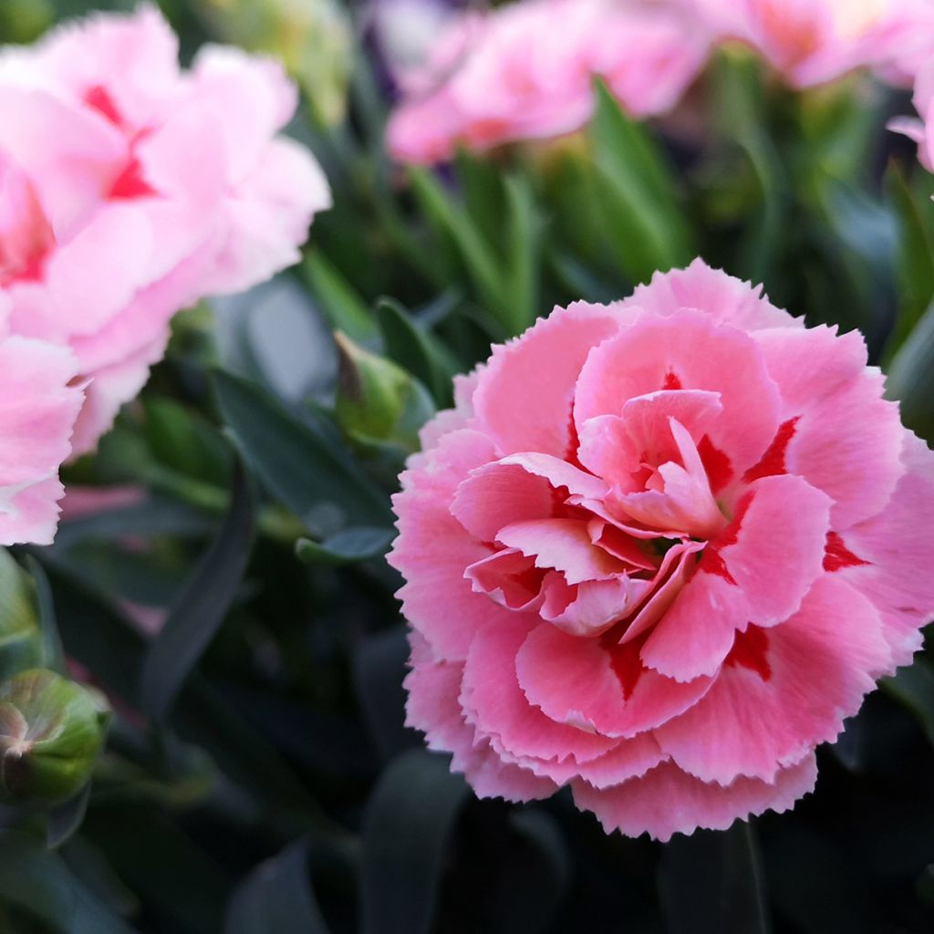 Dianthus plumarius Doris