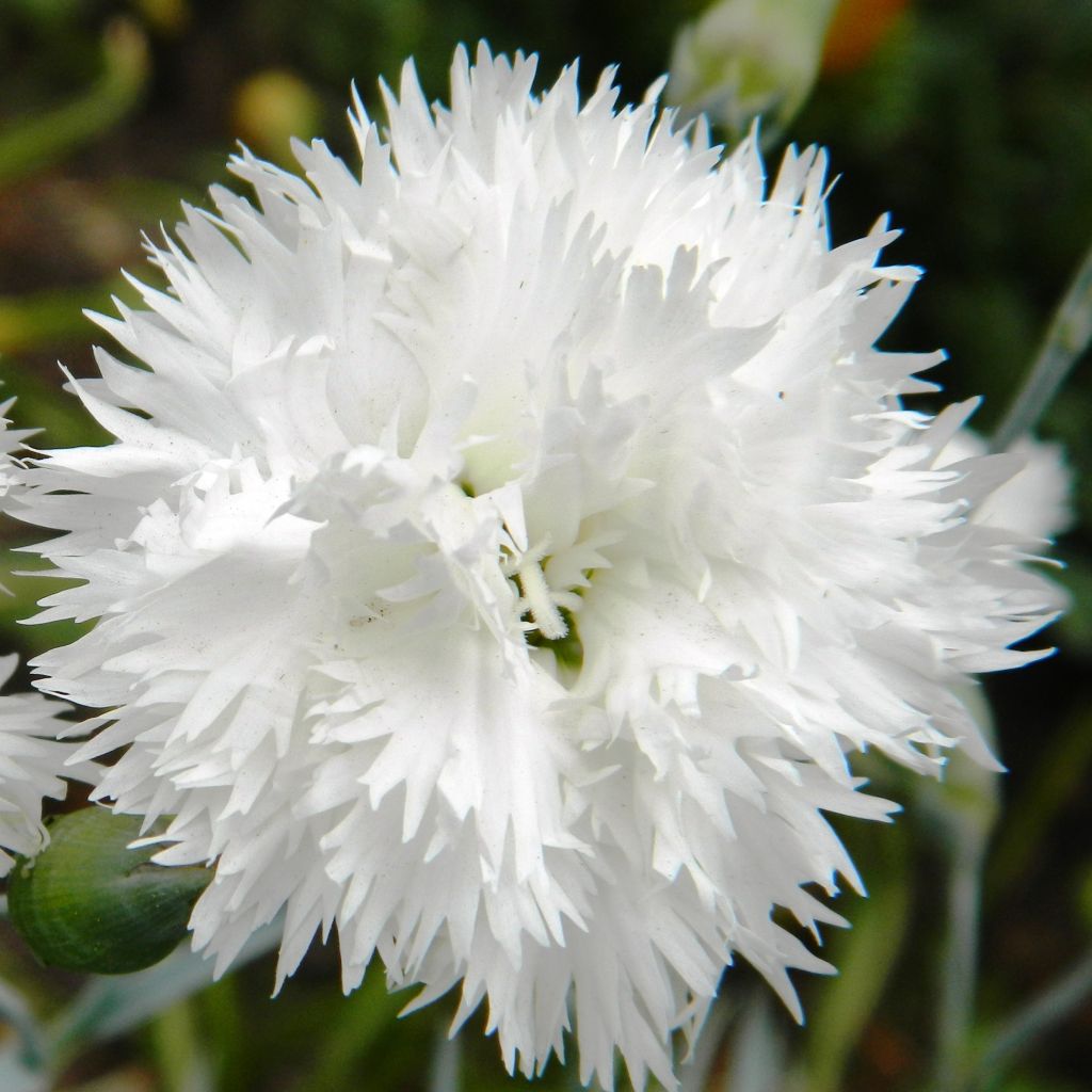 Dianthus plumarius Flore Pleno Albus, Oeillet