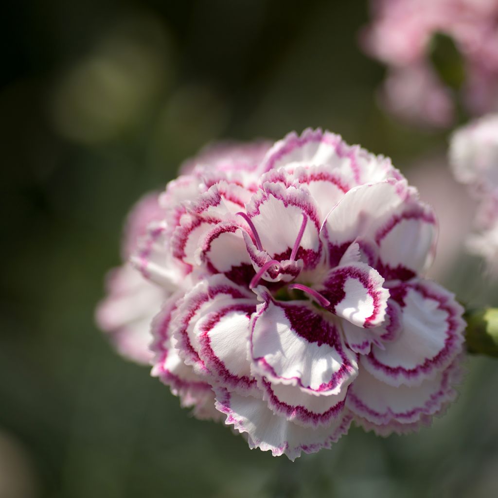 Dianthus plumarius Grans Favourite