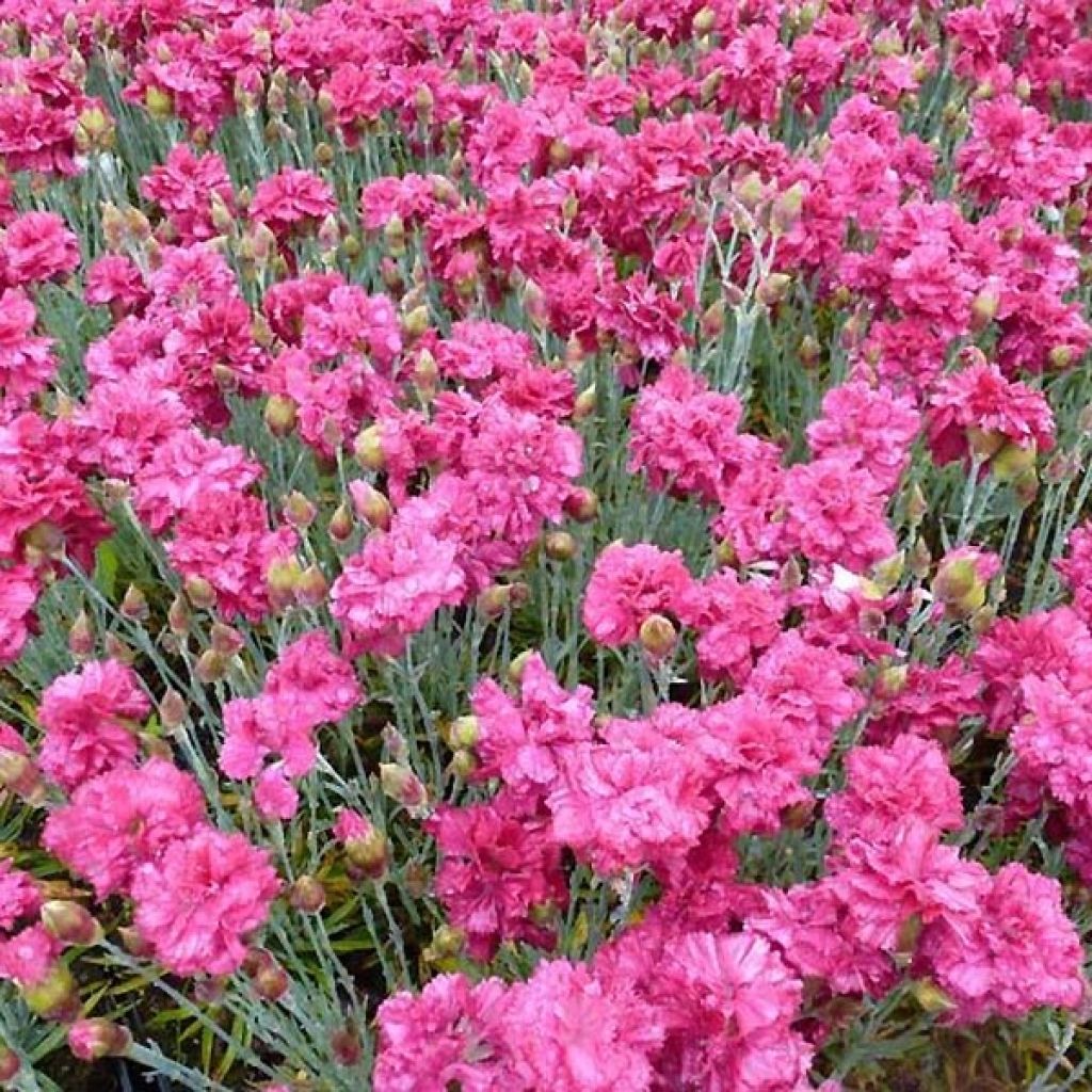 Dianthus plumarius Heidi - Oeillet mignardise 