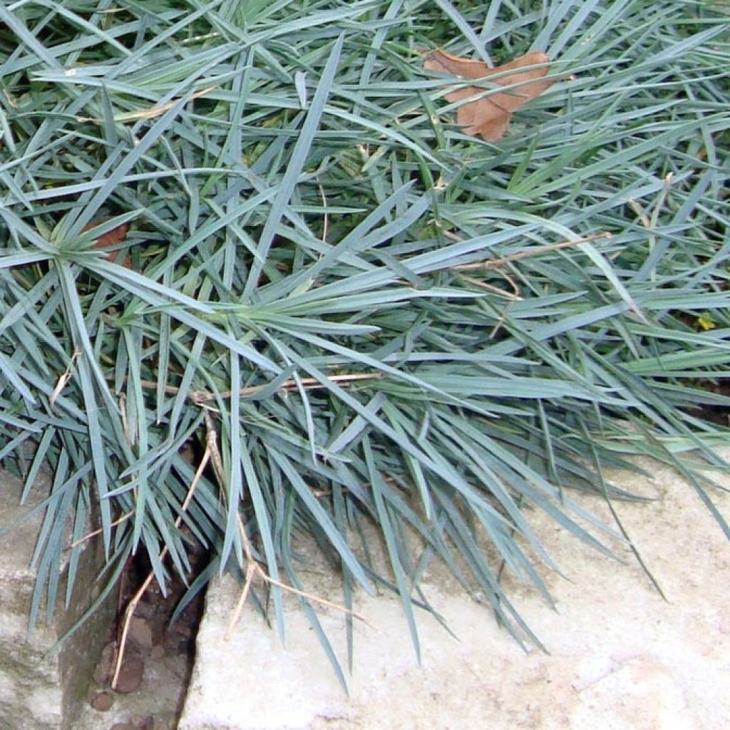 Dianthus plumarius Heidi - Oeillet mignardise 