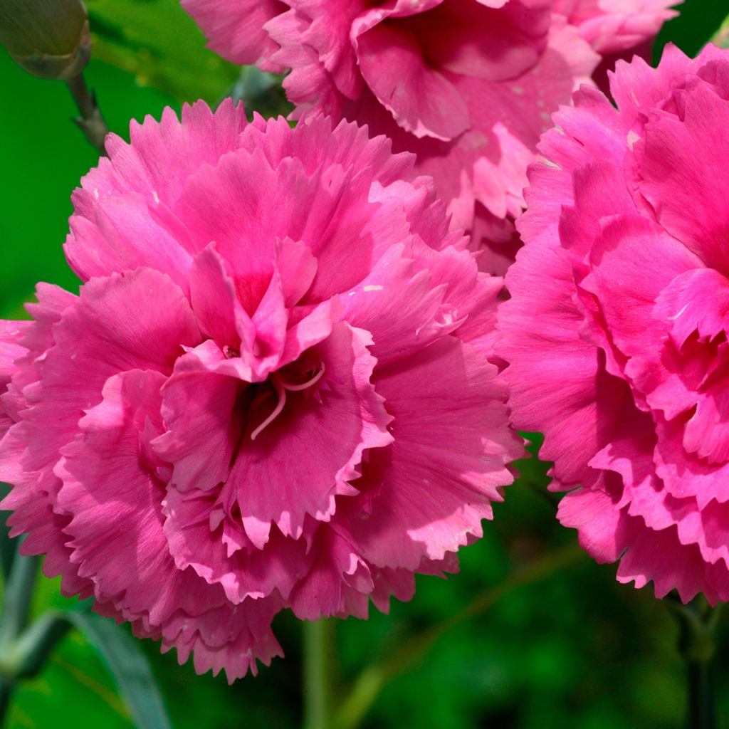 Dianthus plumarius Lily the Pink