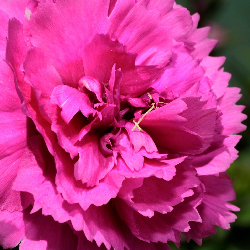 Dianthus plumarius Lily the Pink