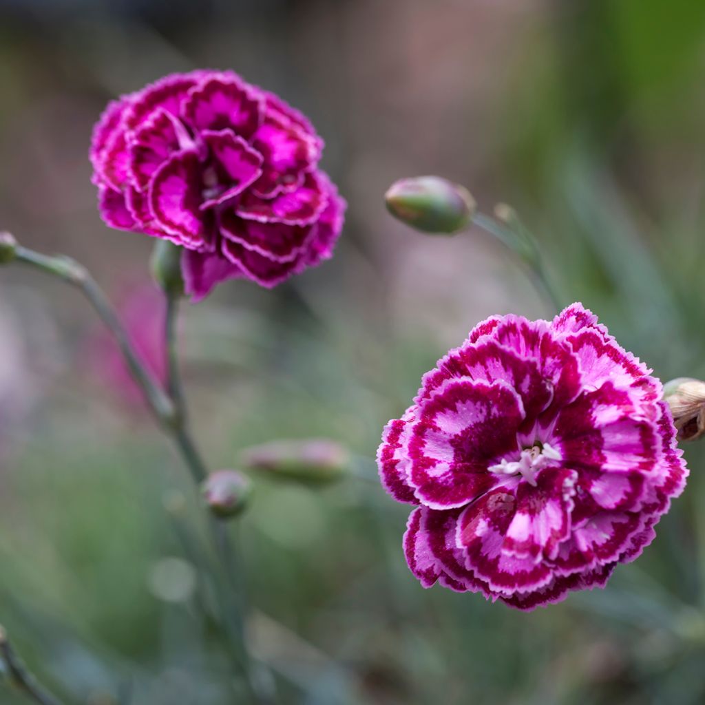 Dianthus plumarius Moulin Rouge