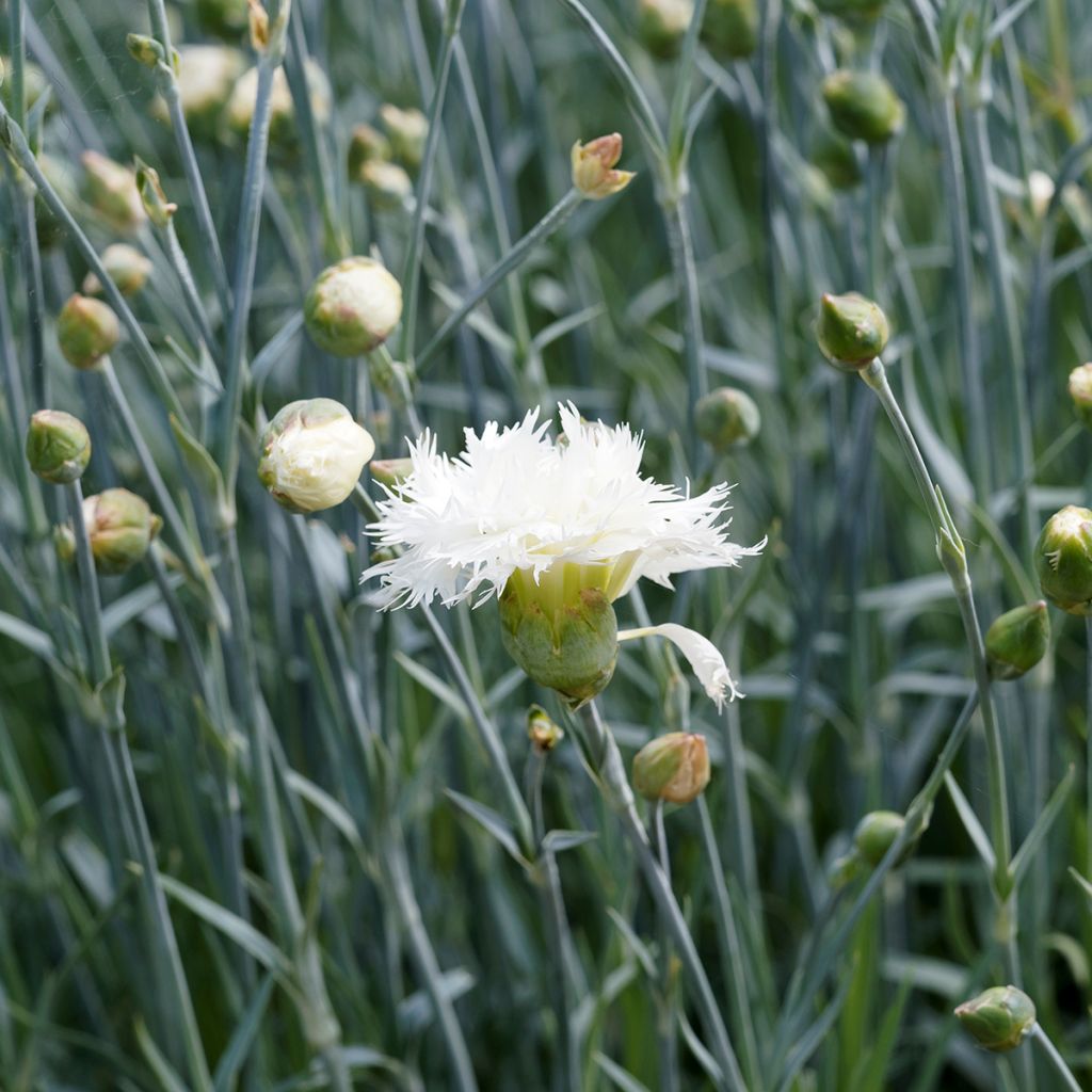 Dianthus plumarius Mrs Sinkins