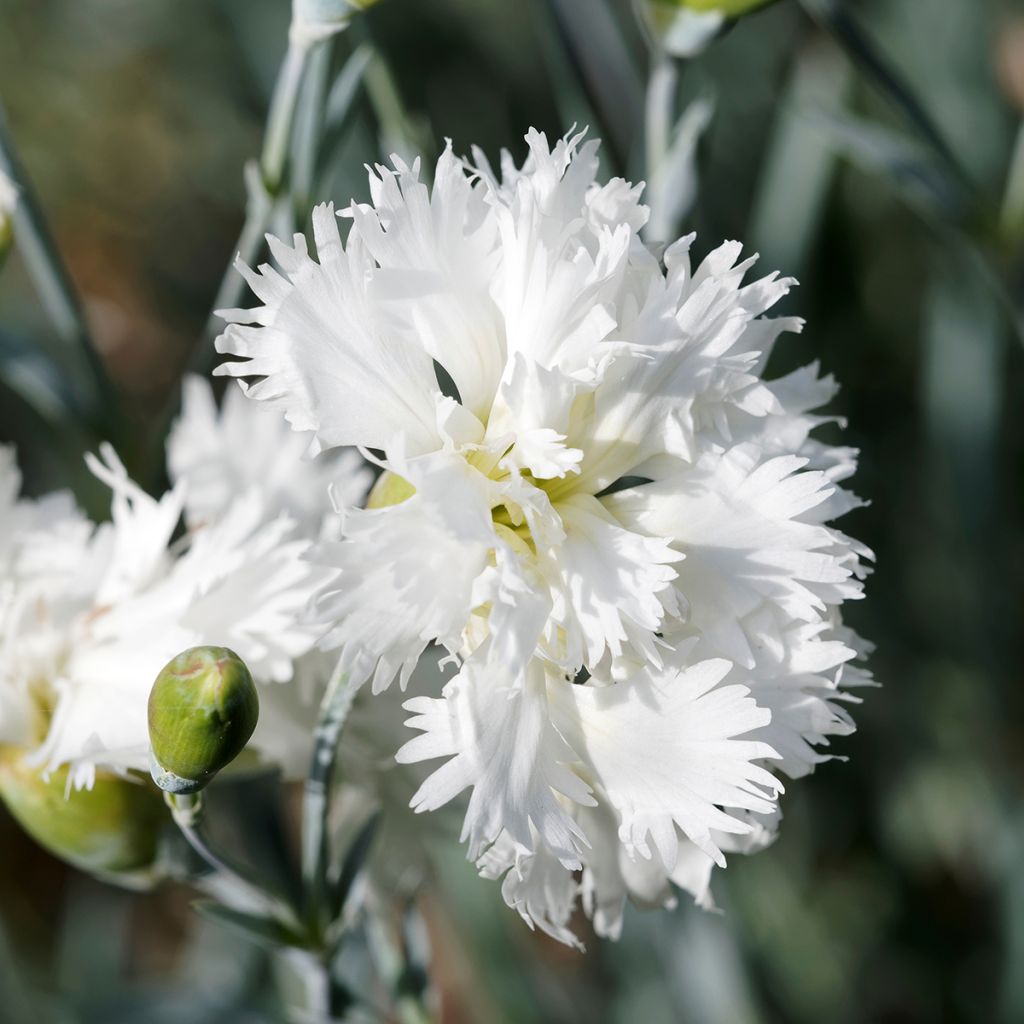 Dianthus plumarius Mrs Sinkins