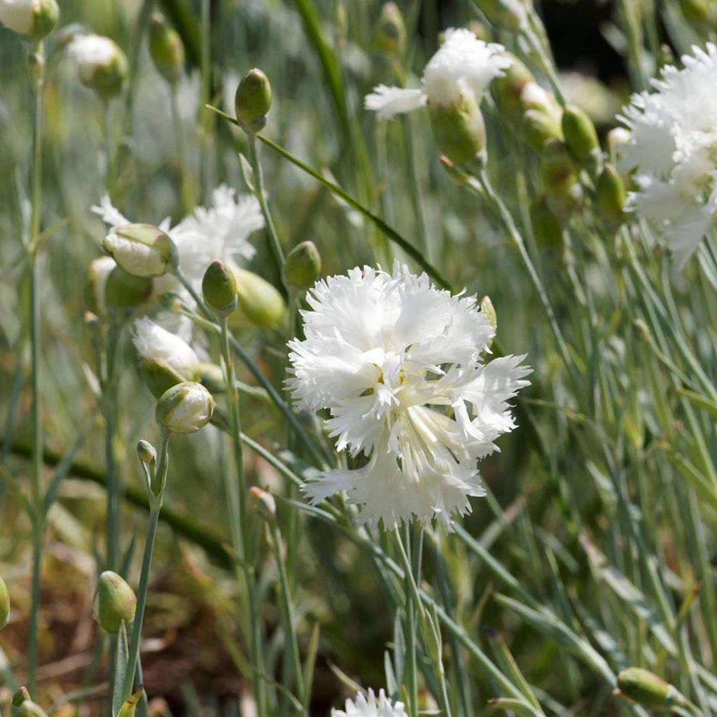 Dianthus plumarius Mrs Sinkins