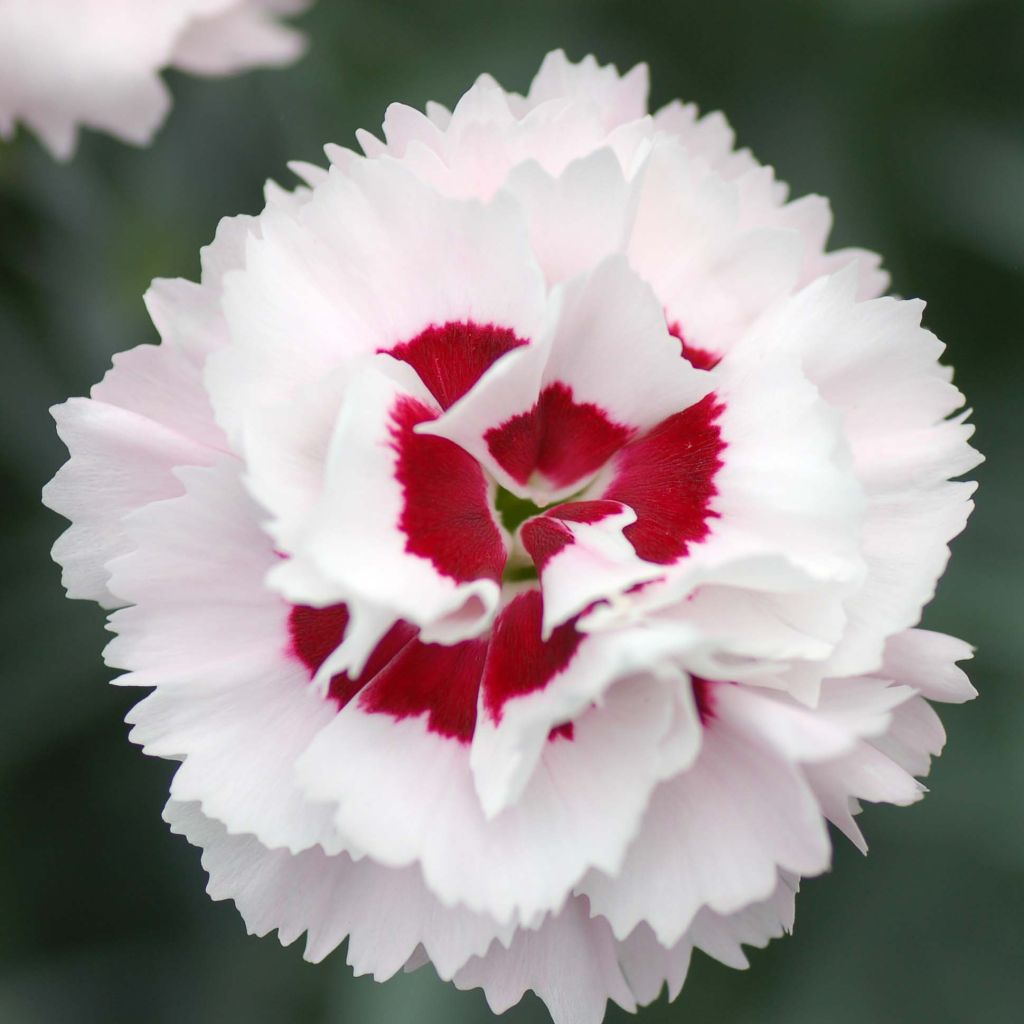 Dianthus plumarius Scent First Coconut Sundae - Oeillet mignardise