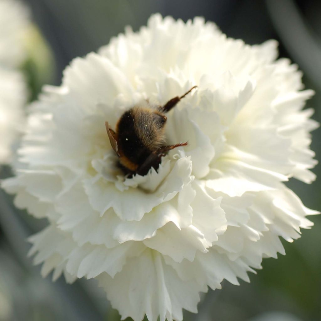 Dianthus plumarius Scent First Memories - Œillet mignardise 