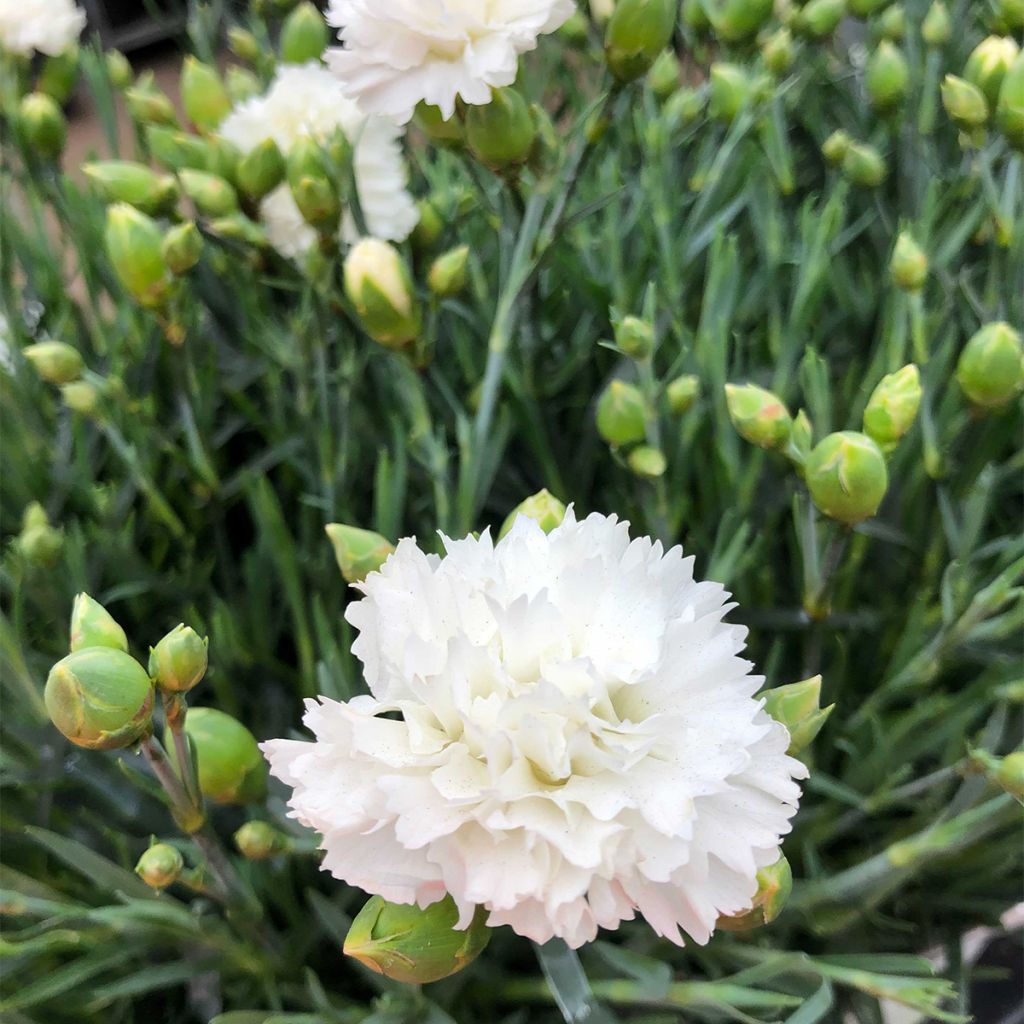 Dianthus plumarius Scent First Memories - Œillet mignardise