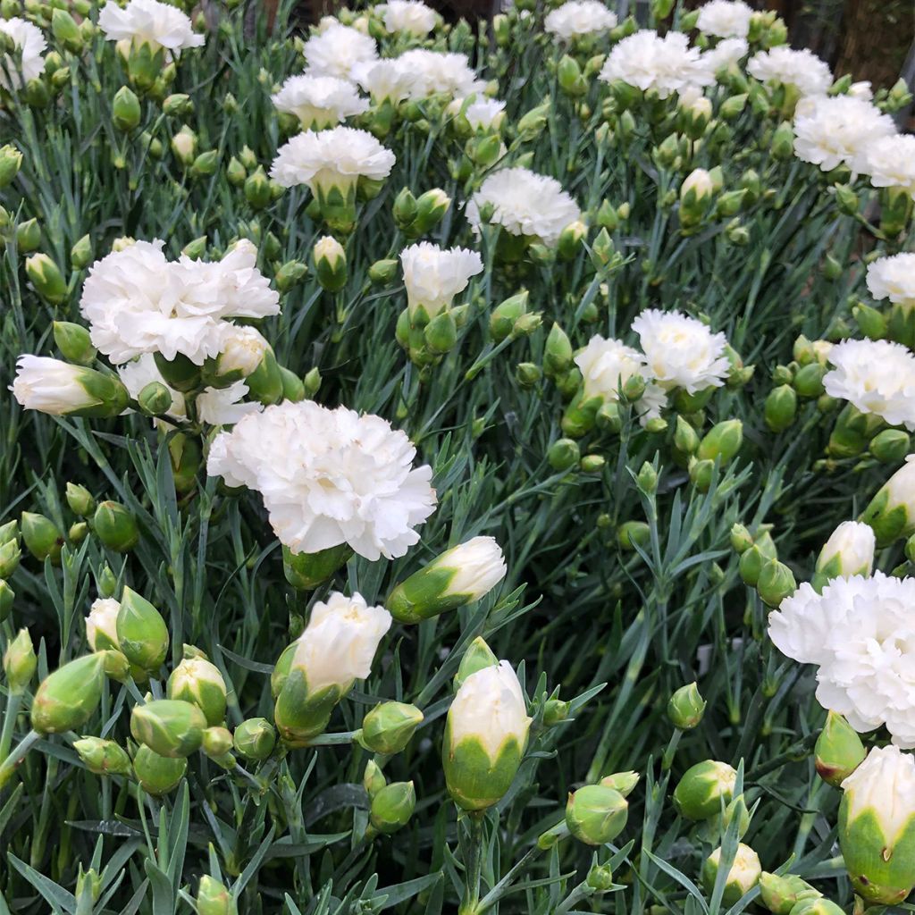 Dianthus plumarius Scent First Memories - Œillet mignardise