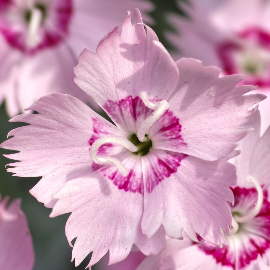 Dianthus spiculifolius, Oeillet