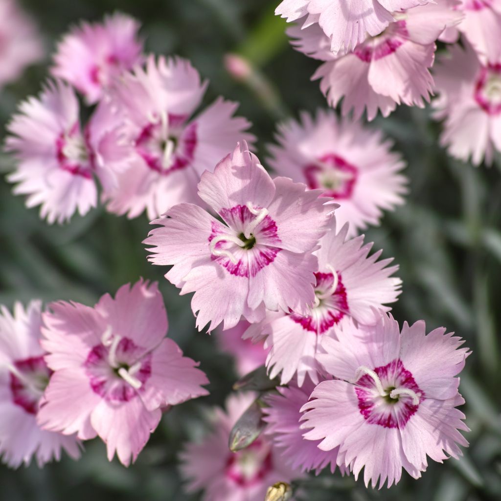 Dianthus spiculifolius, Oeillet