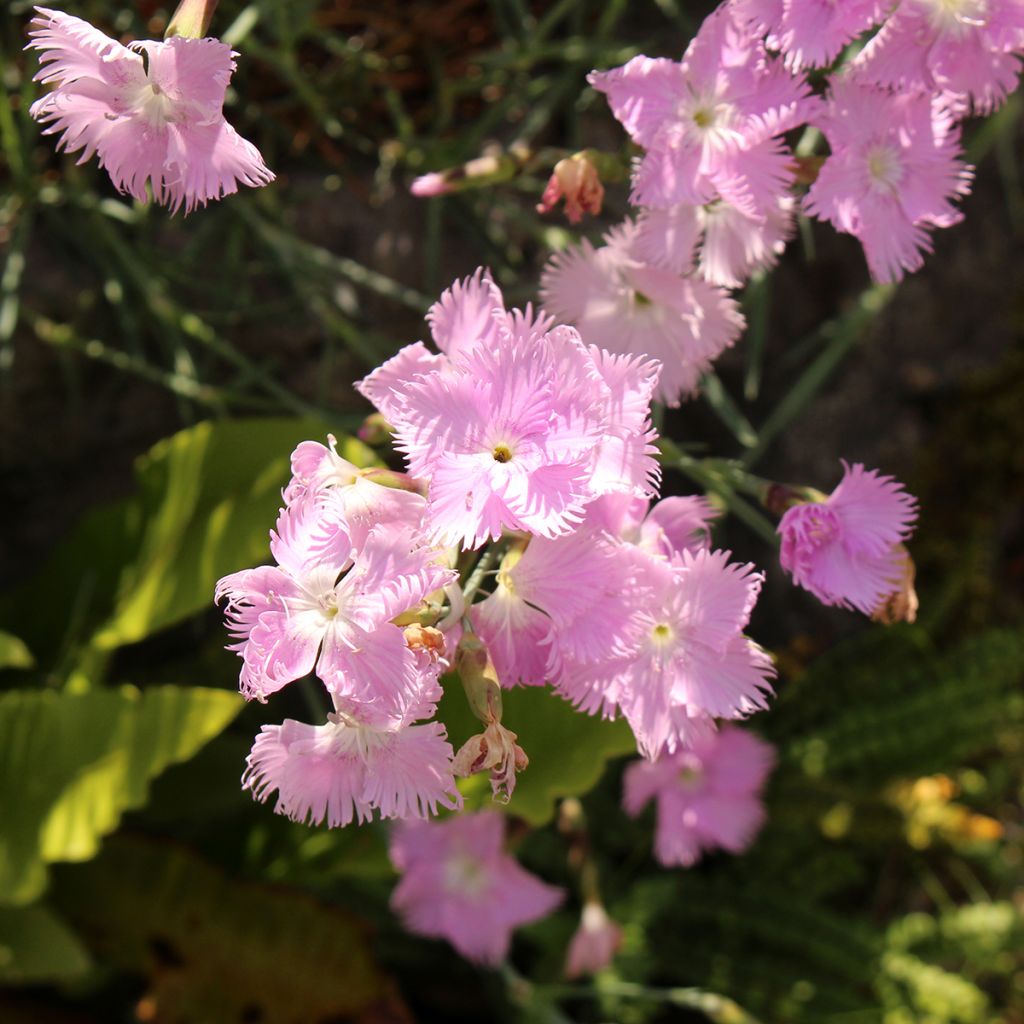 Dianthus spiculifolius