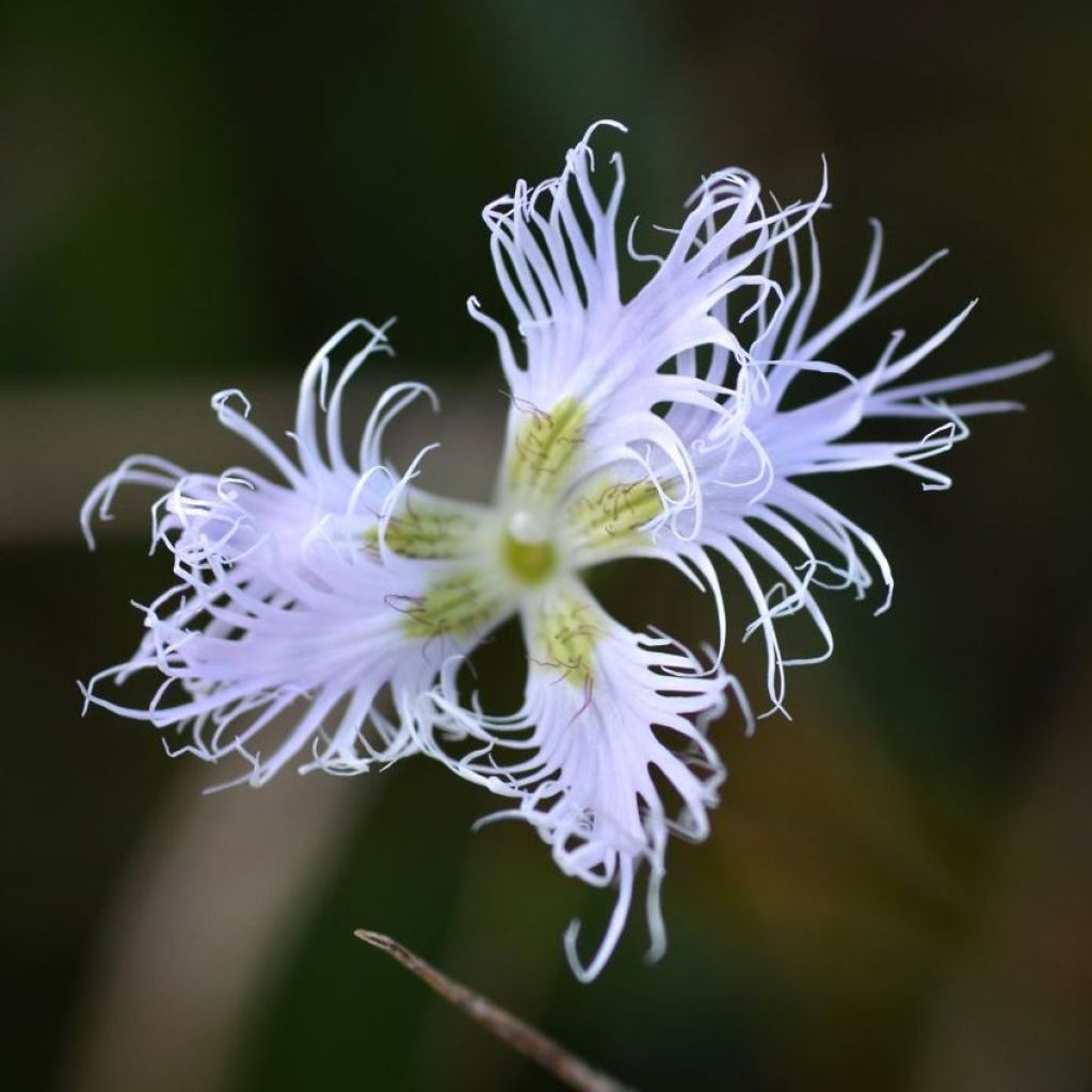 Dianthus superbus, Oeillet