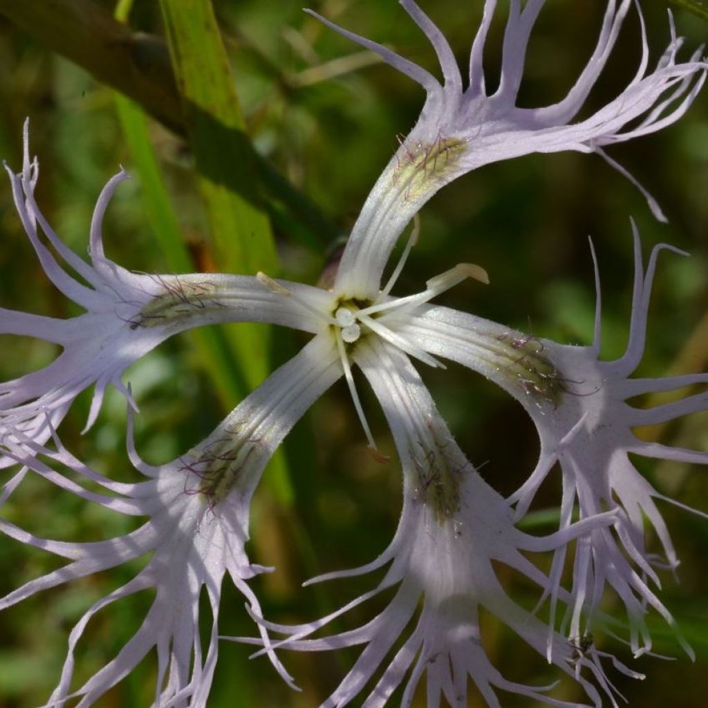 Dianthus superbus, Oeillet