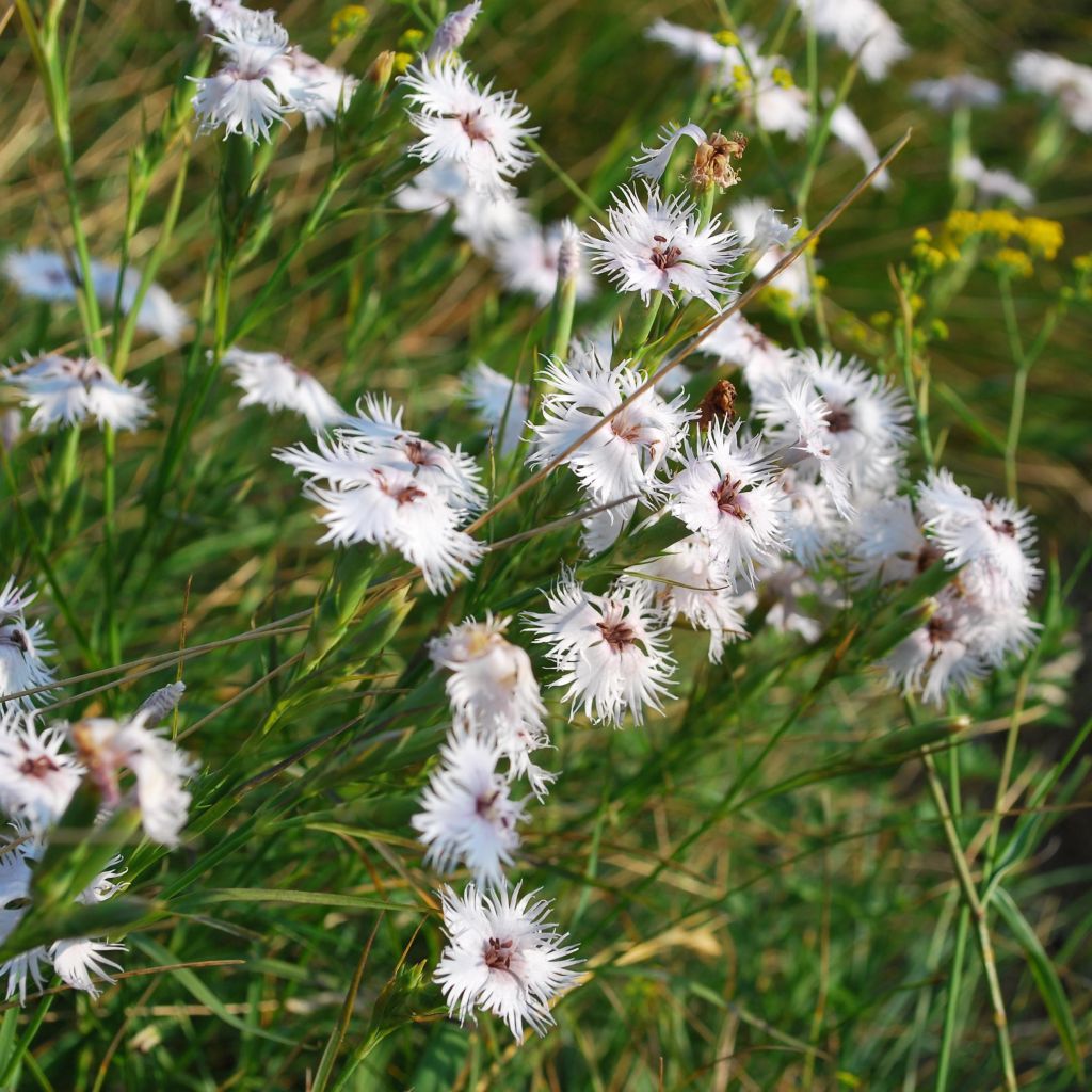 Dianthus superbus, Oeillet