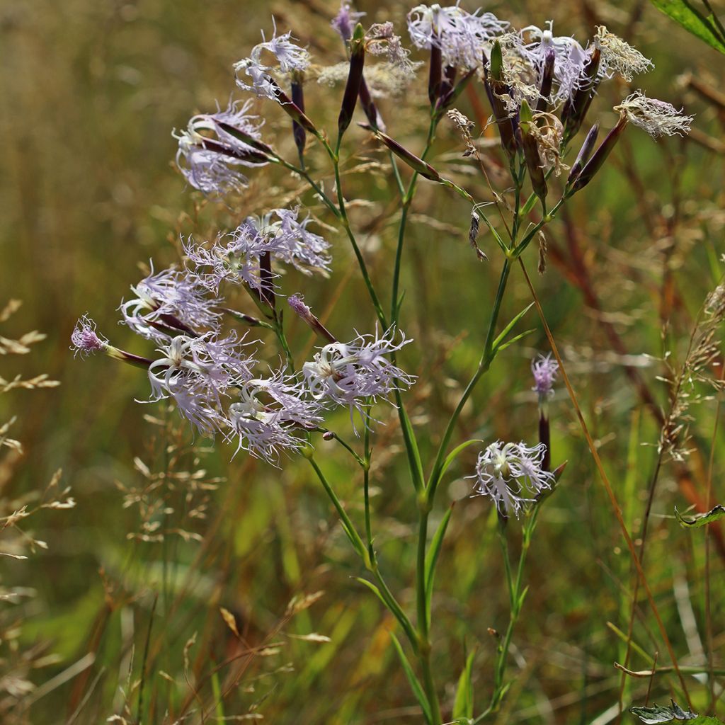 Dianthus superbus