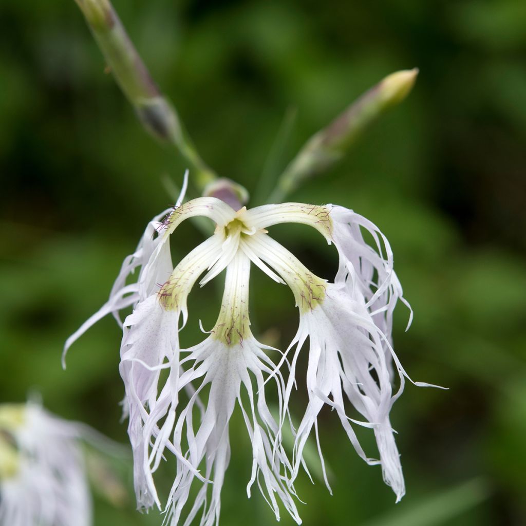 Dianthus superbus