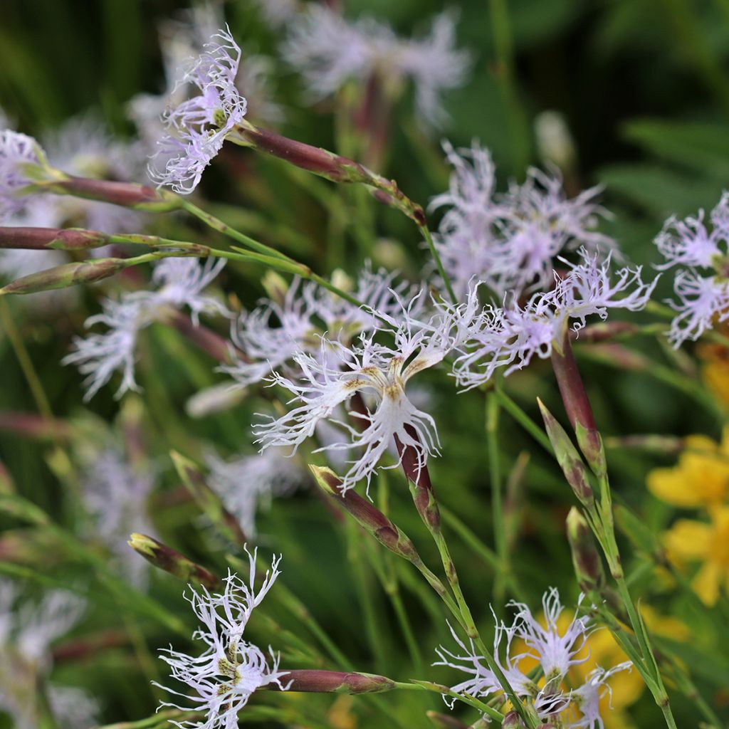 Dianthus superbus