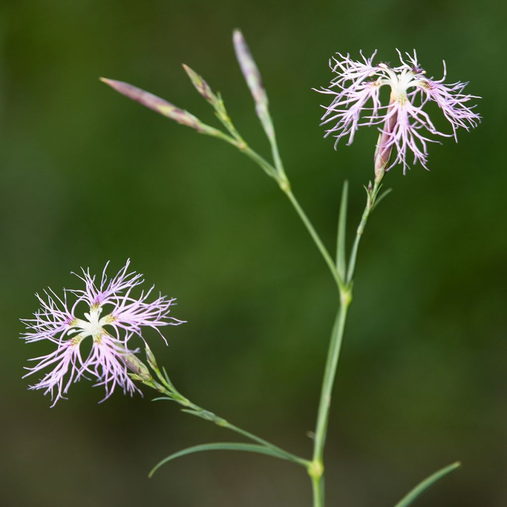 Dianthus superbus