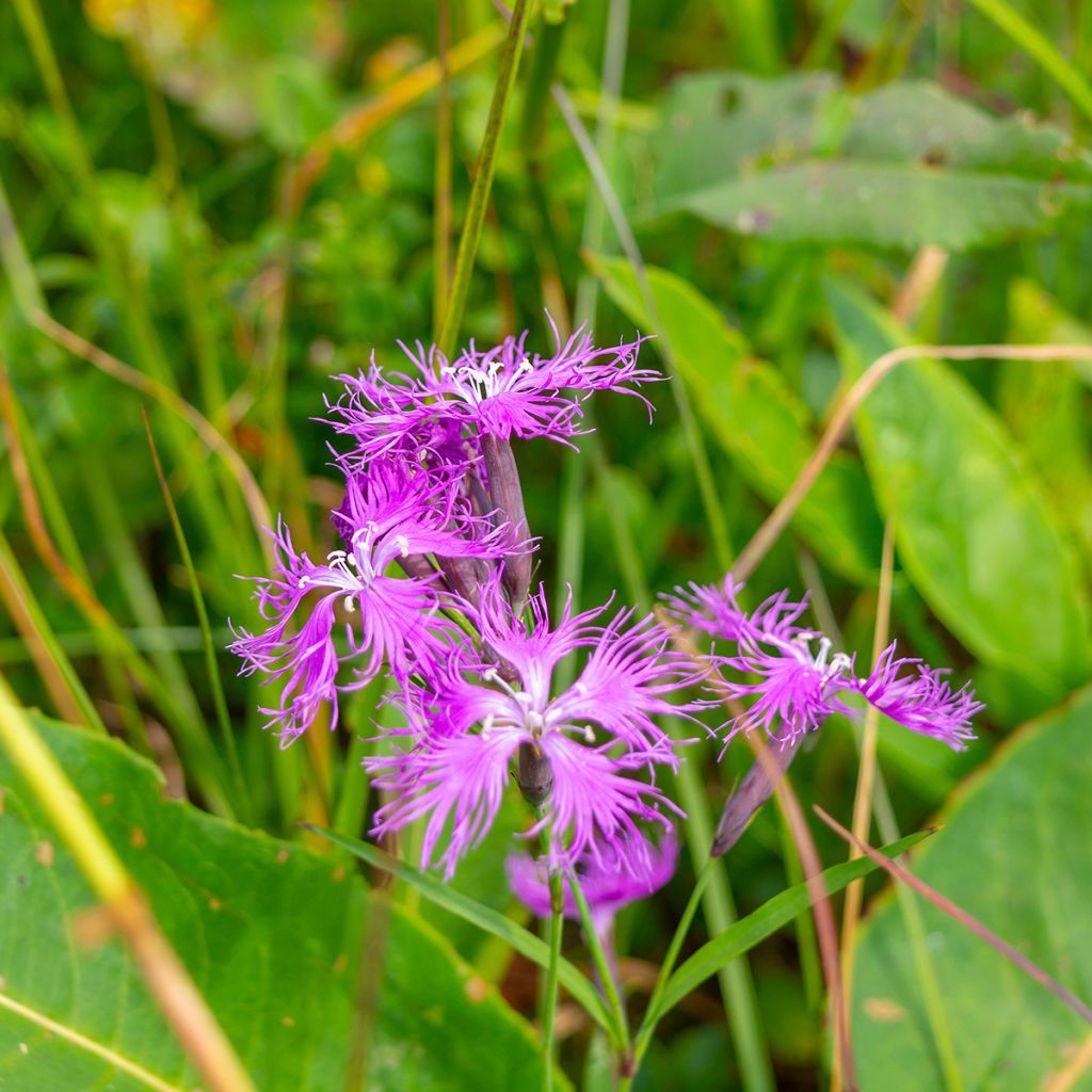 Dianthus superbus Primadonna