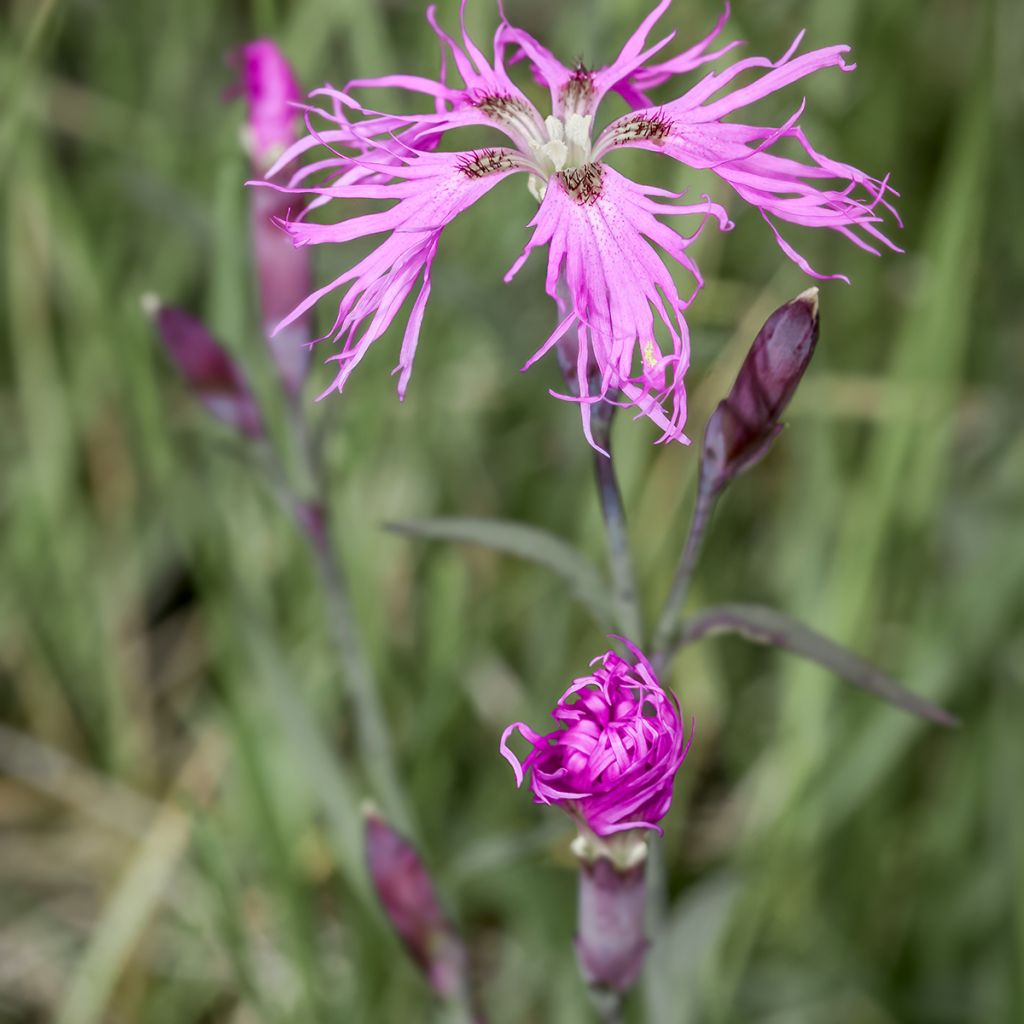 Dianthus superbus Primadonna