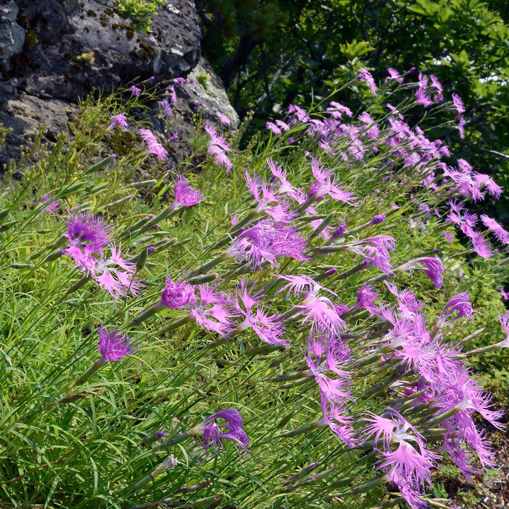 Dianthus superbus Primadonna