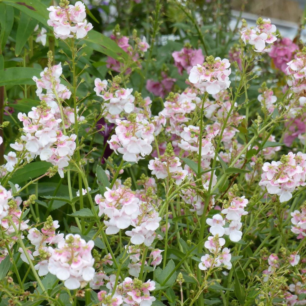 Diascia Sundascia Up Blush Pink - Diascie rose