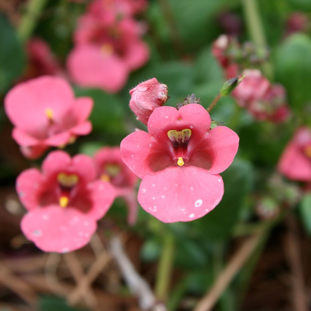 Diascia barberae Ruby Field