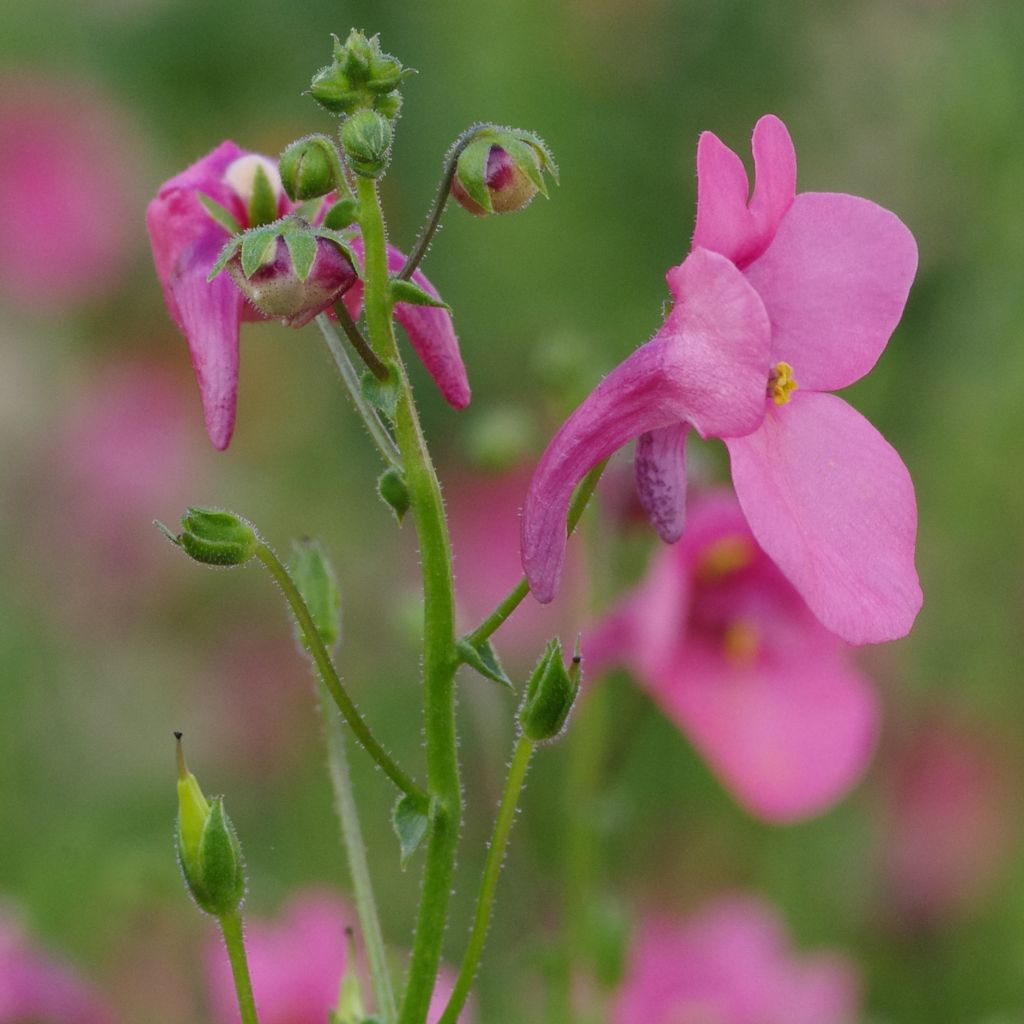 Diascia barberae Ruby Field