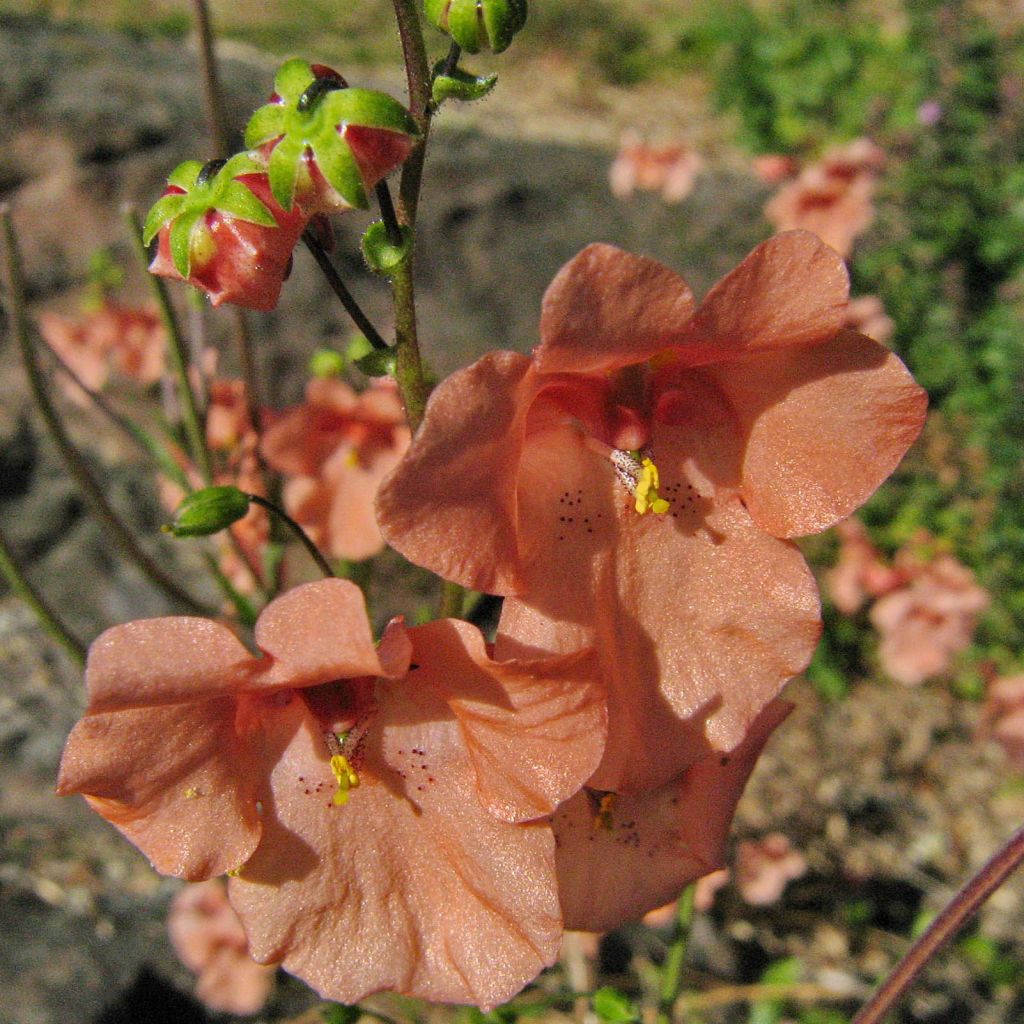 Diascia barberae Blackthorn Apricot - Diascie abricot