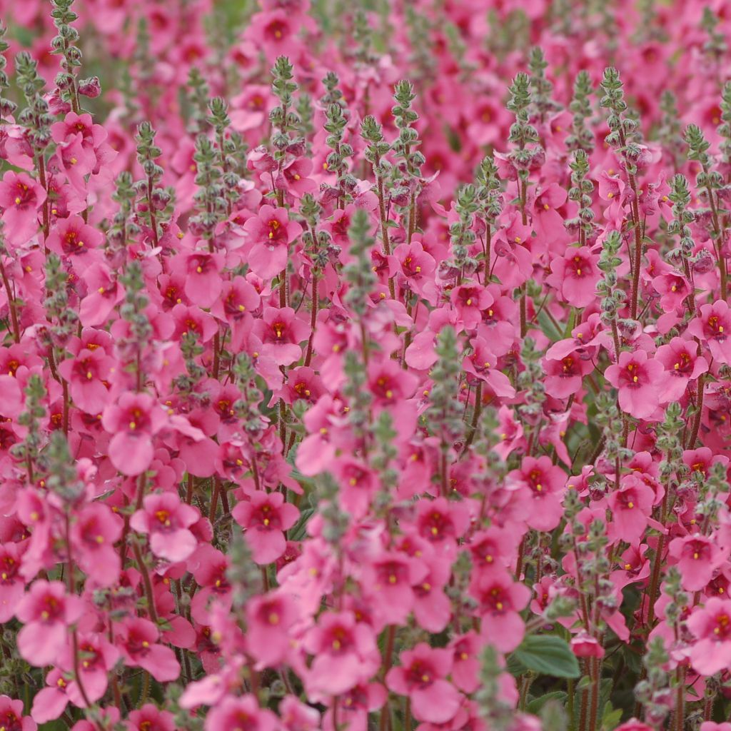 Diascia fetcaniensis