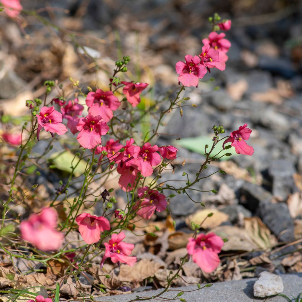 Diascia fetcaniensis